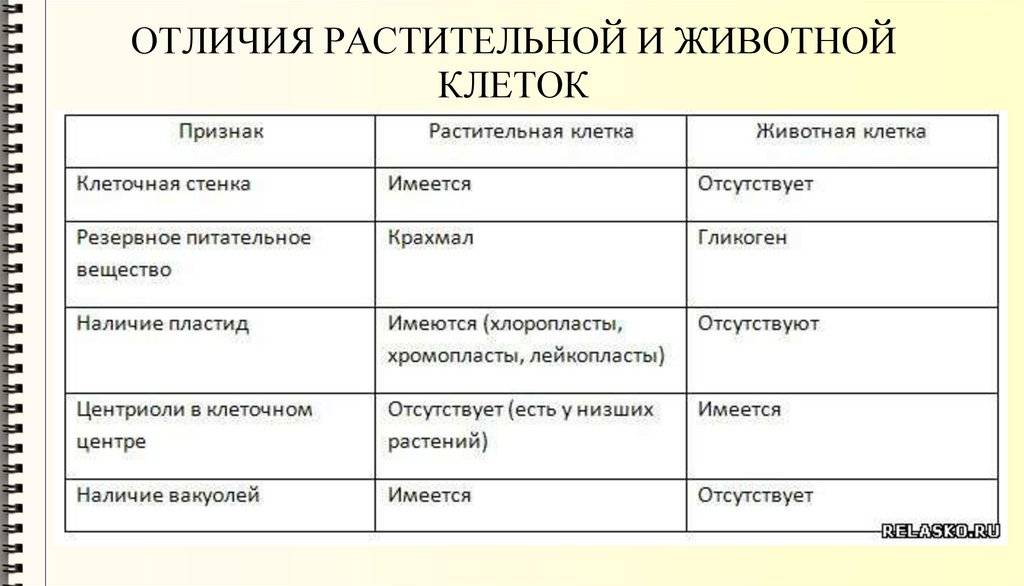 Сходства и различия в строении растительной и животной клетки > лаборатория фитоинвазий