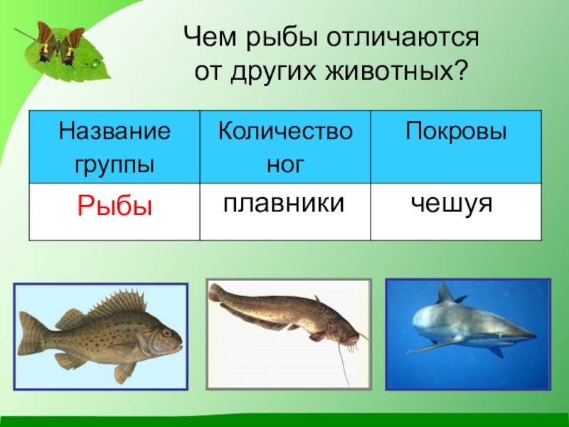 Чем звери отличаются от всех других животных. разница между зверями и животными