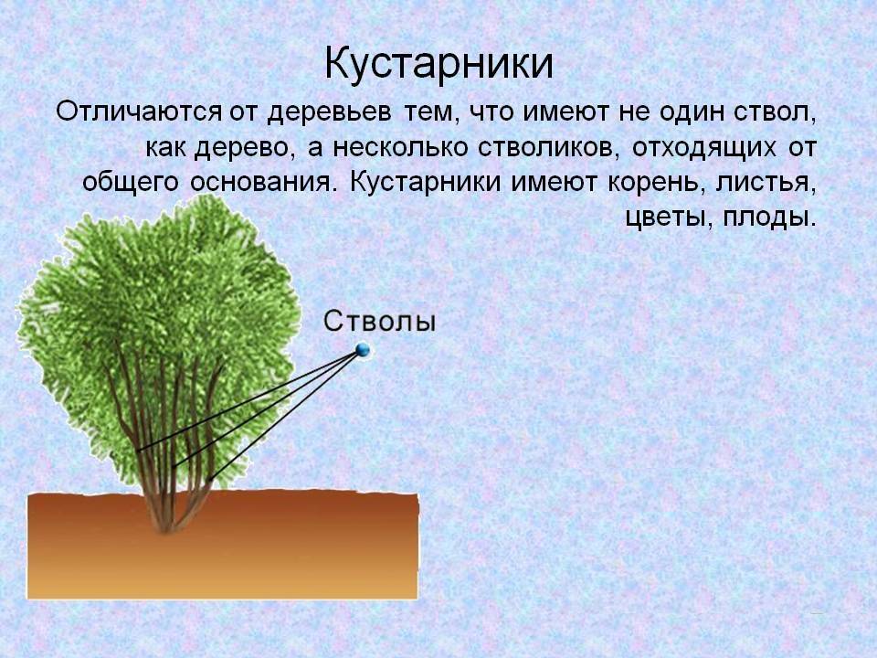 В чем разница между деревом и кустом? давайте найдем ответ на этот вопрос