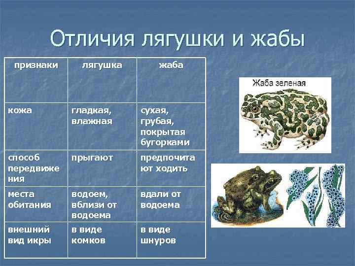 Лягушка и жаба, сходства и различия, фото и подробное описание