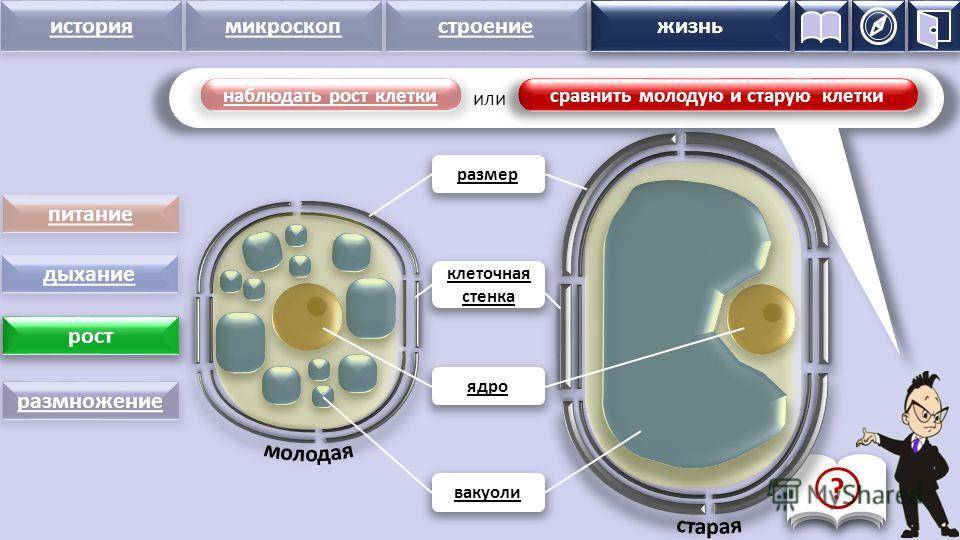 Клетка