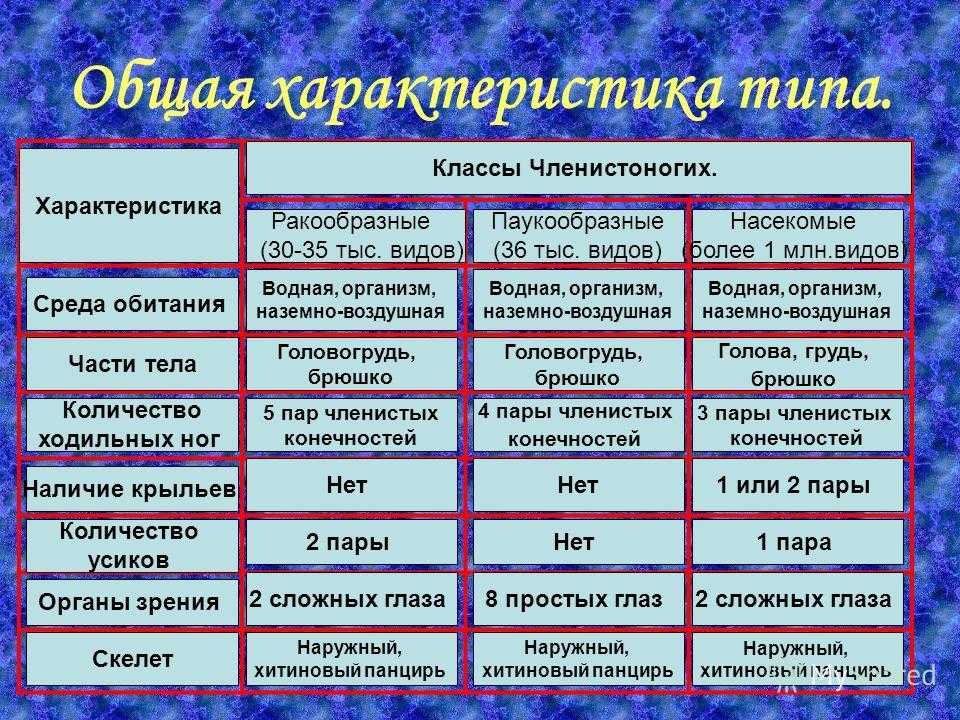 Относится ли паук к насекомым