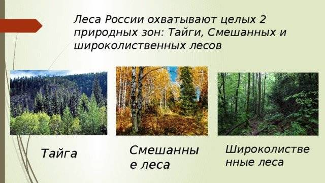 Урок 3: лес и его обитатели - 100urokov.ru