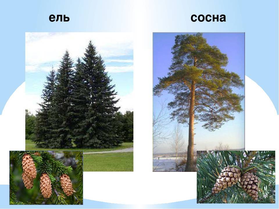 Чем отличается ель от елки: есть ли разница между деревьями, сравнение с сосной