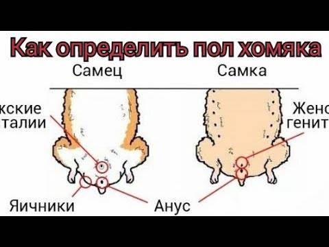 Как определить пол хомячка: отличаем мальчиков и девочек