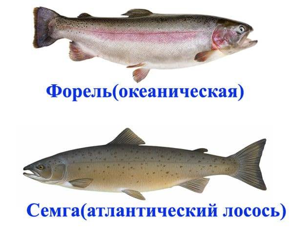Что лучше – кета или горбуша? как выбрать рыбу. что лучше горбуша или семга что