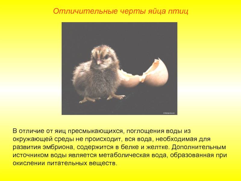 Класс птицы презентация