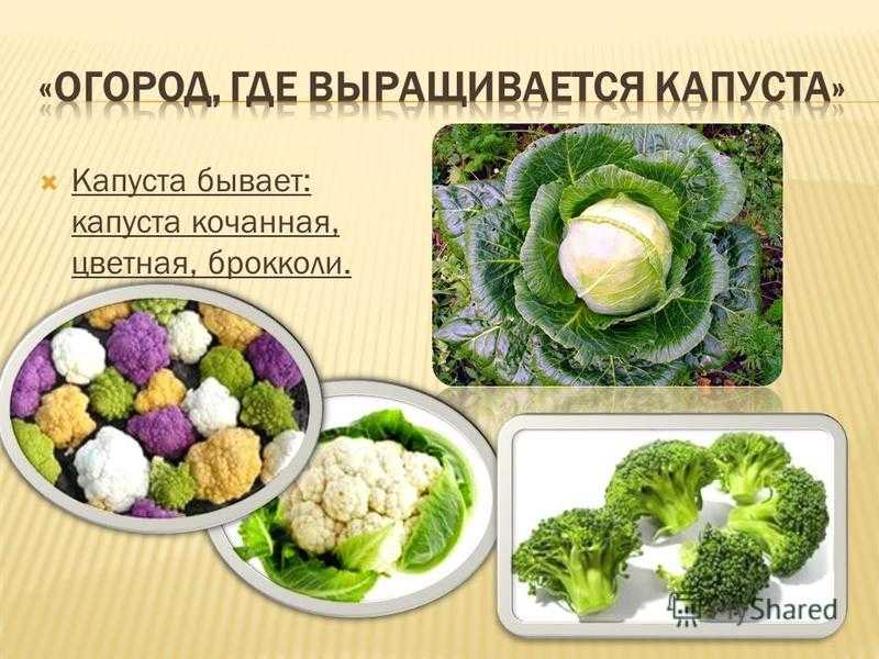Разница между брокколи и цветной капустой: основные отличия