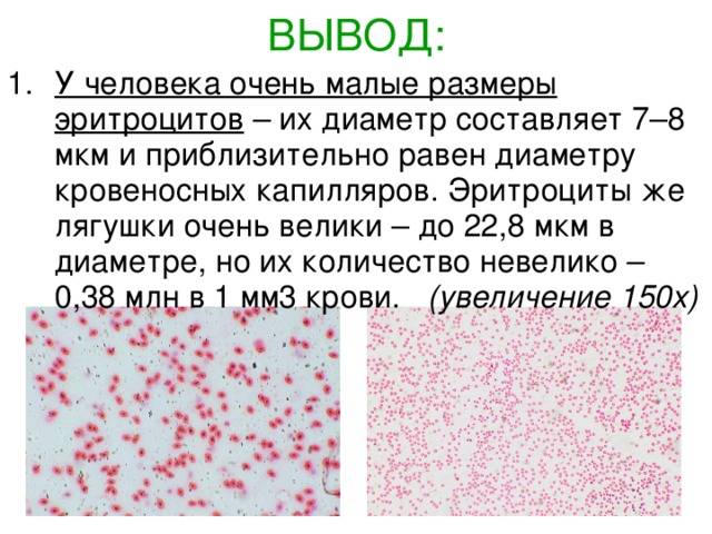 Особенности структуры и функции эритроцитов человека и лягушки — в чем главные отличия?