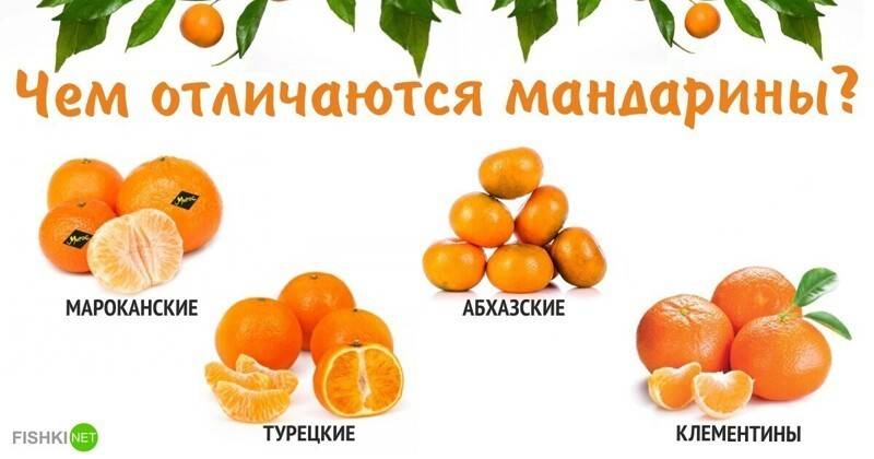 В чем разница между апельсинами и мандаринами? - здоровье - 2024