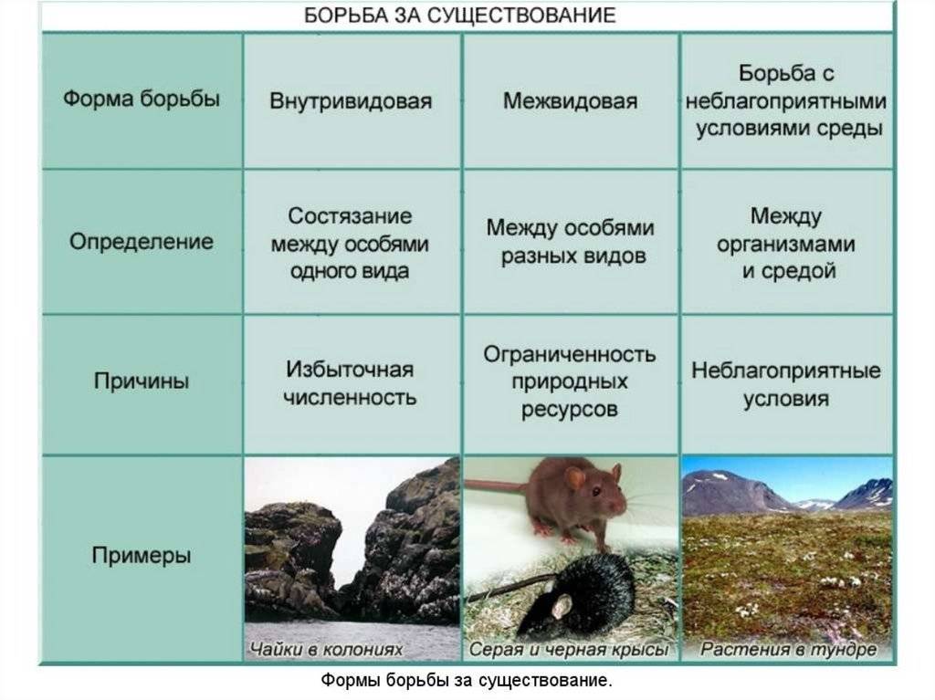 Отличие видов от популяций в биологии: основные различия и примеры