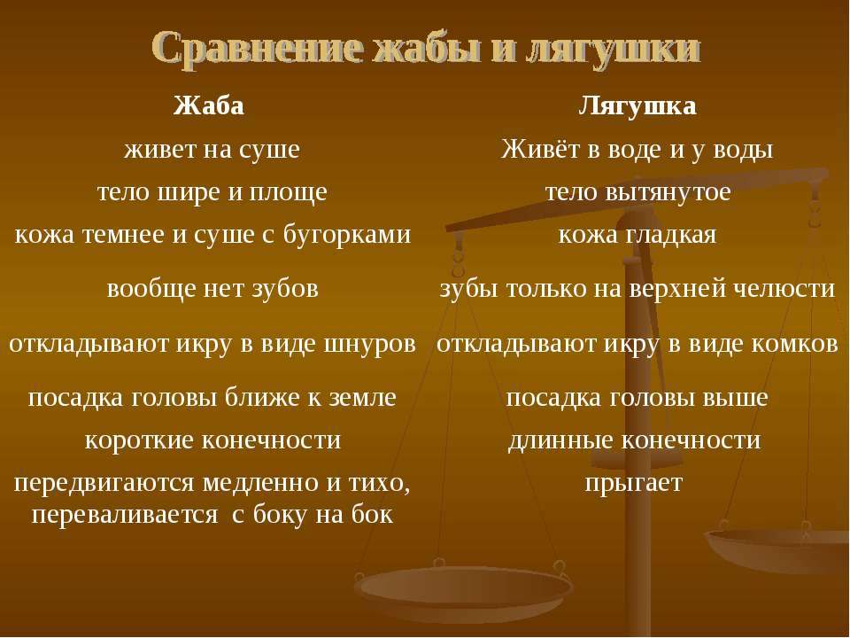 Сходства и различия лягушки и жабы: что это за существа, чем они похожи, чем отличаются друг от друга?
