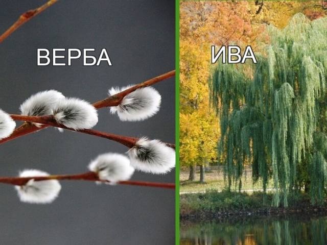 В чем разница между ивой и вербой? | в чем разница