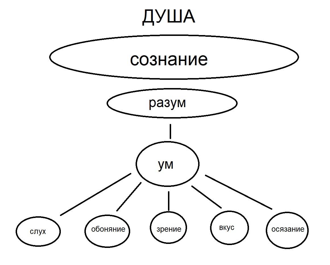 Разница между умом и разумом - всё о моде, тенденции и последние новинки