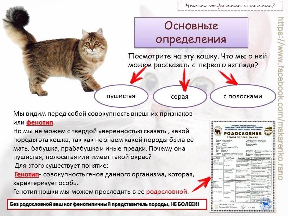Как видят кошки днем и ночью - мир кошек