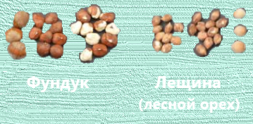Лещина и фундук в чем разница
