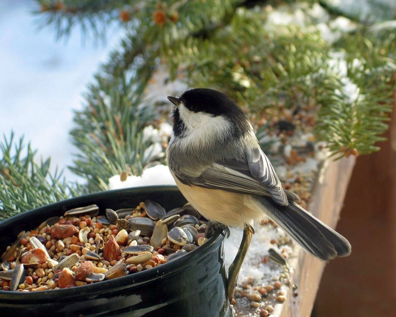 Чем кормить синиц зимой: список продуктов