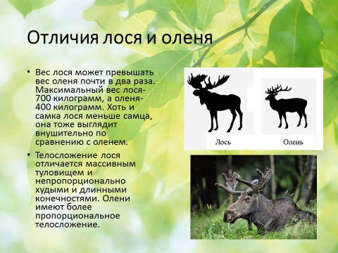 Чем отличается лось от оленя: краткое сравнение и описание, фото