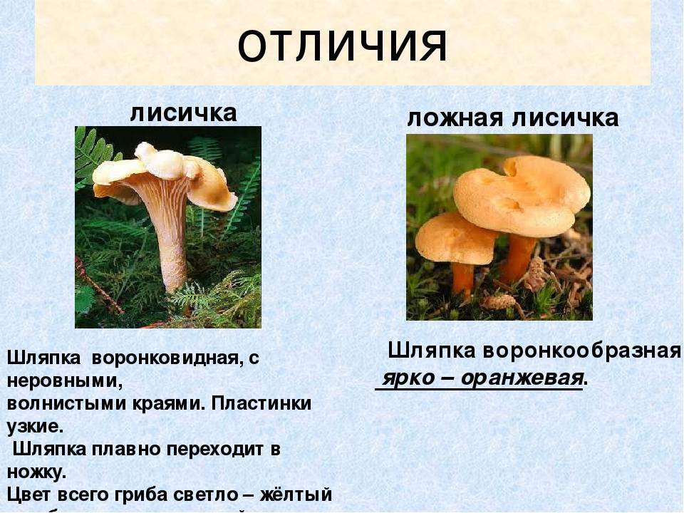 Ложные и настоящие лисички: фото грибов, основные сходства и отличия