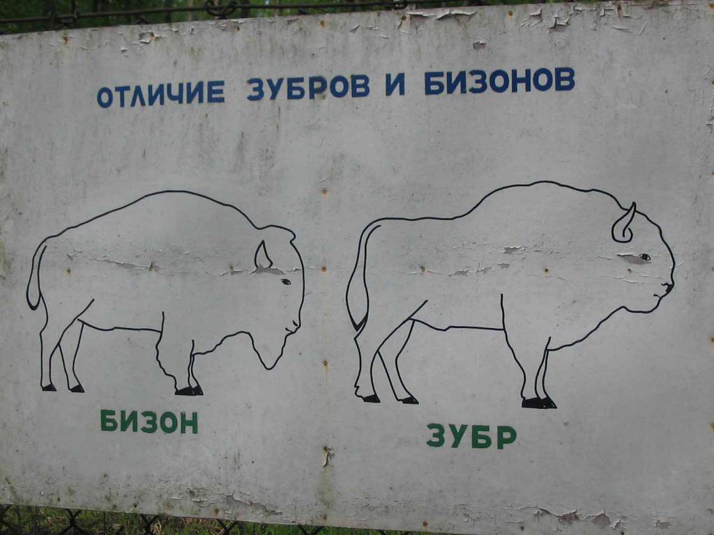 Чем отличается зубр от бизона? как долго живут зубры.
