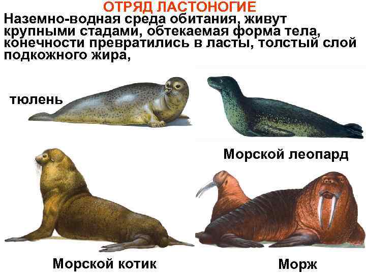 Как отличить тюленя от морского котика и морского льва?и чем отличаются морские котики и морские львы? морж животное. образ жизни и среда обитания моржа