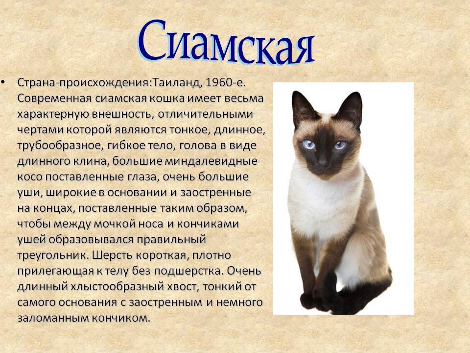 Сиамская и тайская кошка - отличия пород