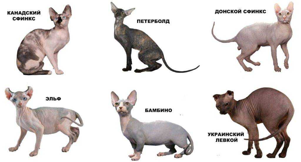 Бесшерстные кошки — сфинксы и не только. особенности содержания, описание пород и фото — ботаничка