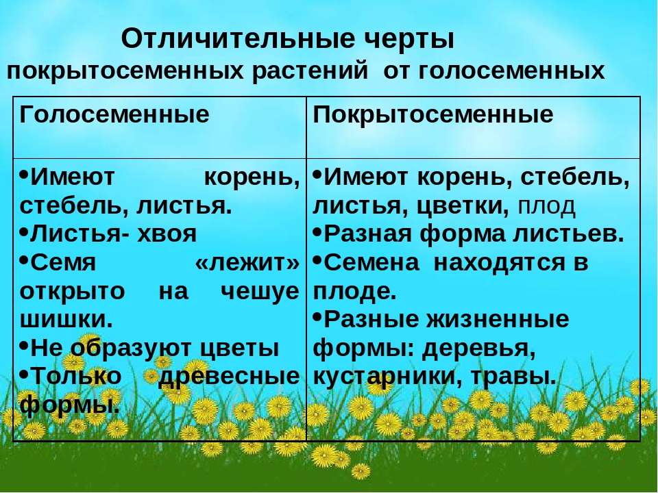 Seeds vs spores: difference and comparison