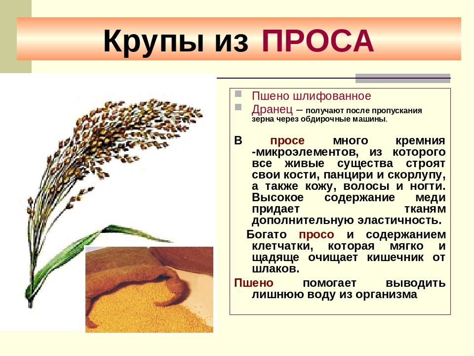 Просо обыкновенное: полезные свойства, вред, как выглядит, растет, плод представляет собой, что делают из крупы