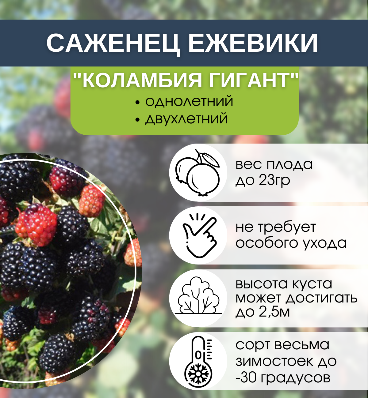 Чем ежевика отличается от черной малины