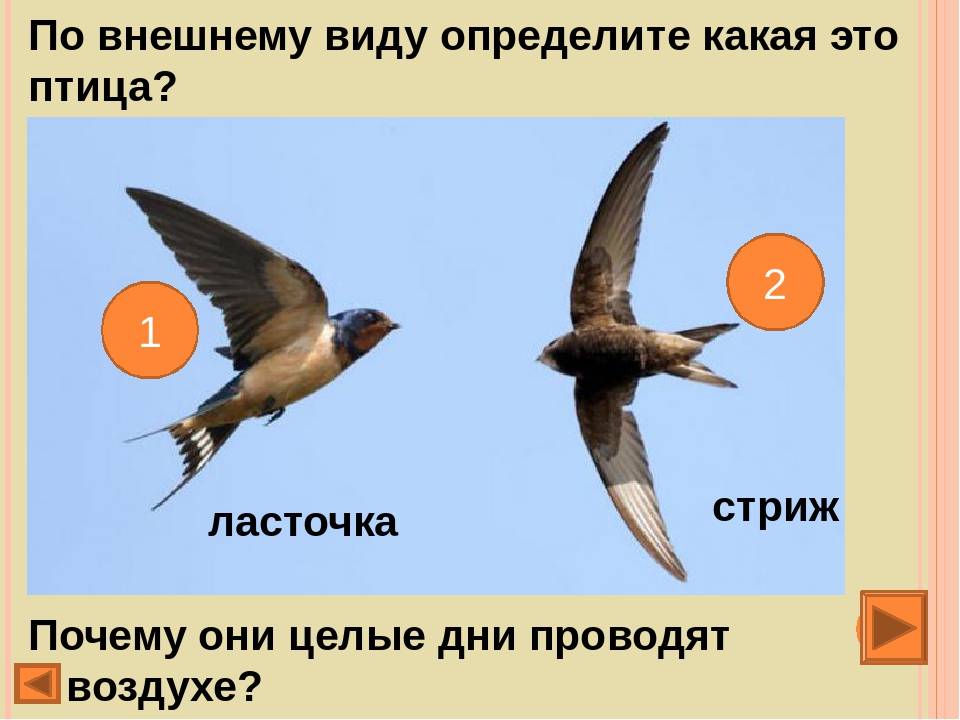 Ласточки и стрижи: в чем сходство и различие у этих птиц? vovet.ru