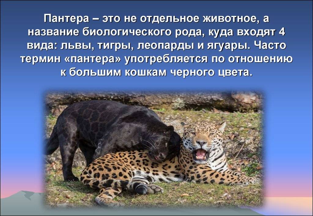 Чем отличается пума от пантеры: описание и отличия. замечательное рядом