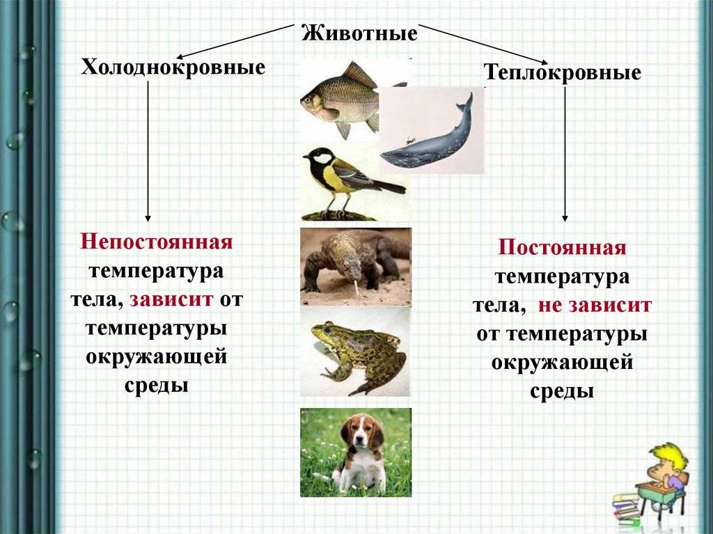 Разница между хладнокровными и теплокровными животными