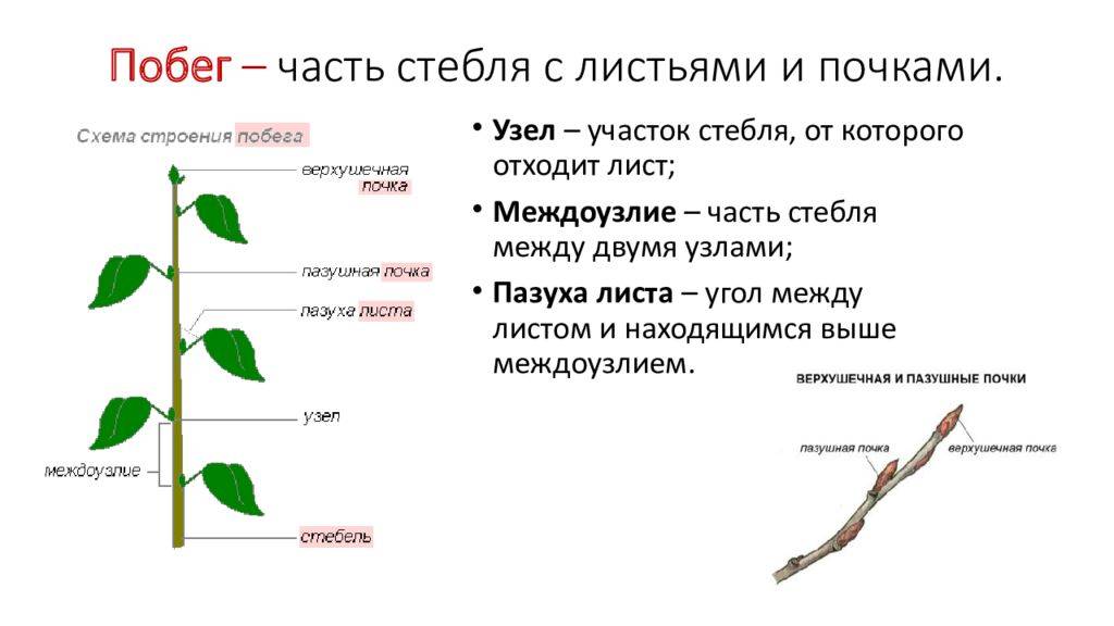 Разница между почкой и побегом