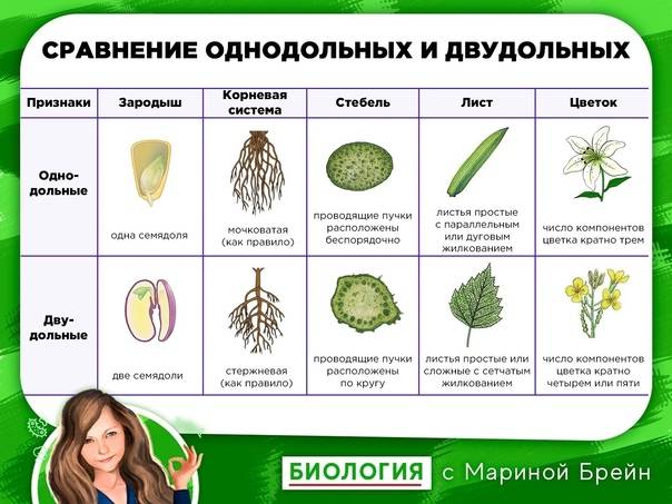 Признаки однодольных и двудольных растений. какие признаки характерны для двудольных