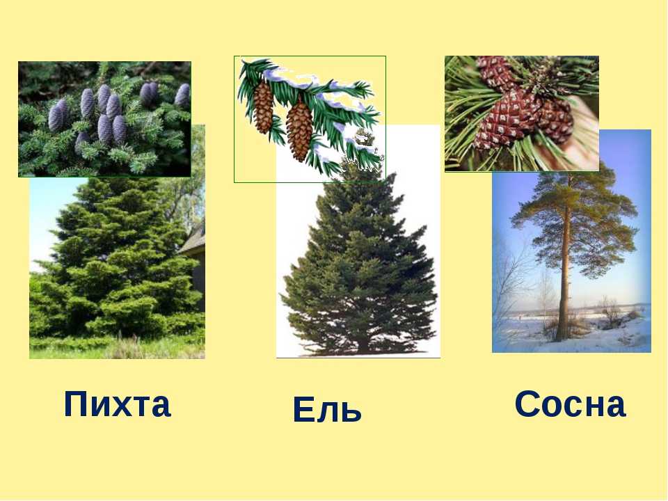 В чем отличия между елкой и сосной? - luchshiotvet.ru