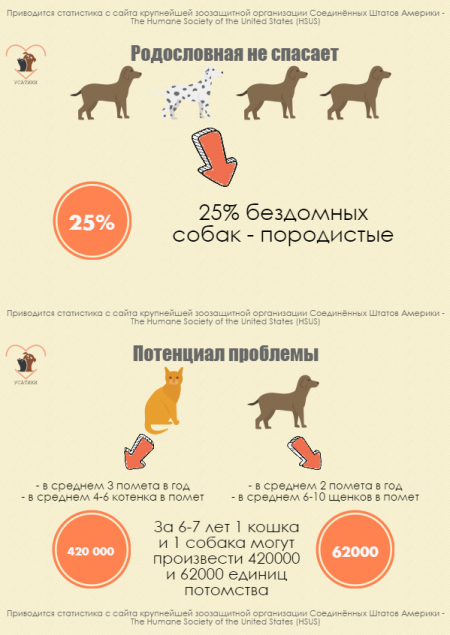 Стерилизация и кастрация (кота/кошки): в чем отличия и что выбрать