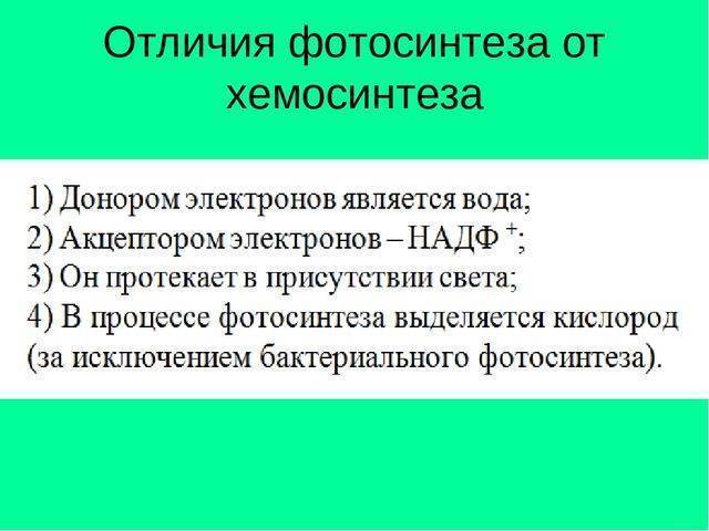 Хемосинтез: что это в биологии, описание процесса, для каких бактерий, отличие от фотосинтеза