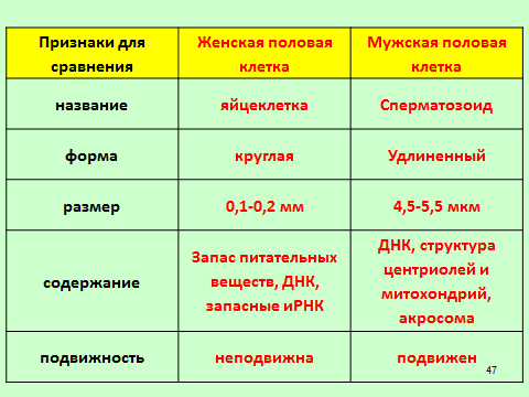 Как происходит процесс оплодотворения у человека