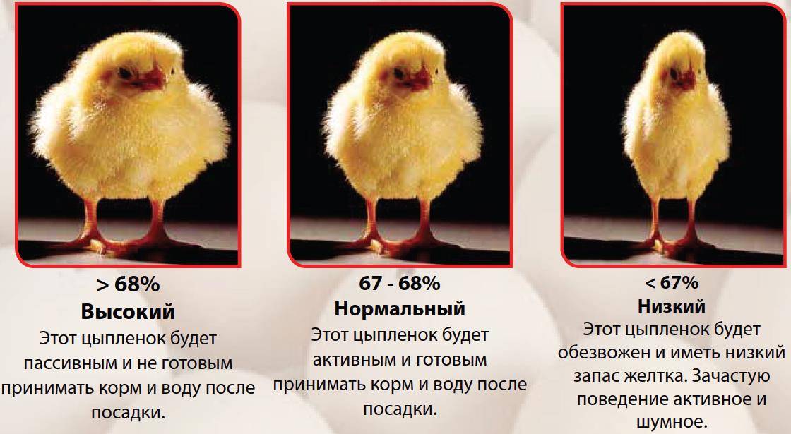 Бройлер росс 308 и кобб 500 - сравнение, характеристика, какие лучше для дома, виды цыплят, какие растут в домашних условиях