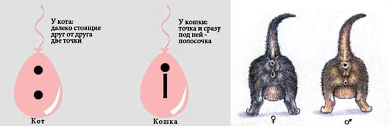 Кот или кошка: как определить пол? | звери дома