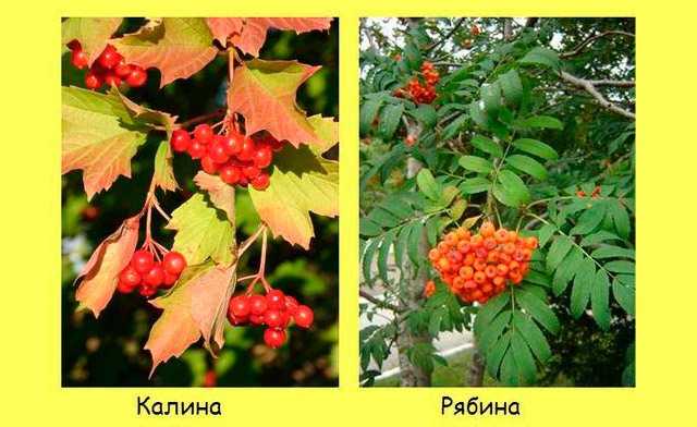Разница между калиной и рябиной