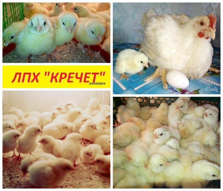 Каких бройлеров лучше брать на мясо. выбор породы и особенности выращивания бройлеров в домашних условиях