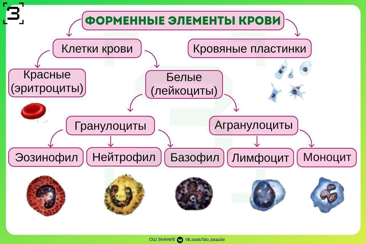 Сравнение лейкоцитов и эритроцитов: основные различия между клетками.