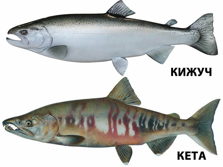 Основные отличия кеты от горбуши