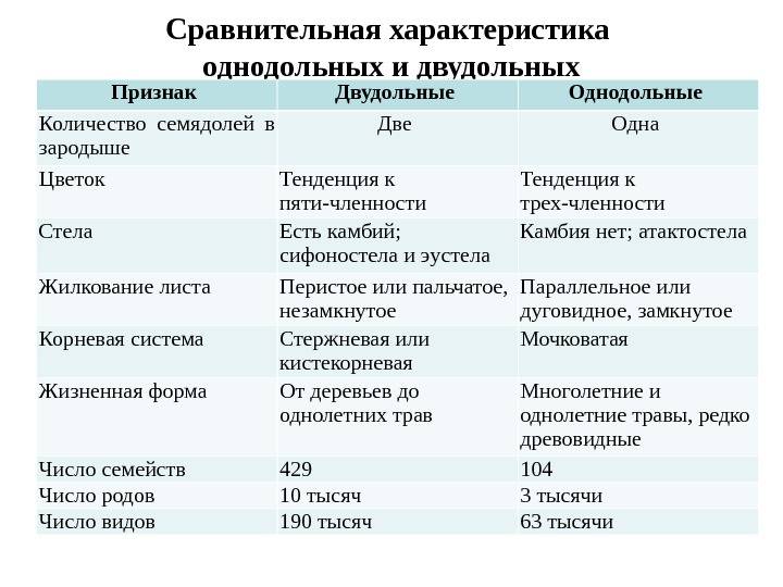 Двудольные и однодольные растения: примеры и различия