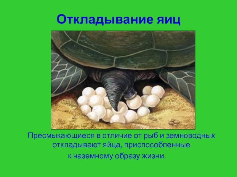 Как размножаются земноводные и пресмыкающиеся: рептилии в отличие от амфибий имеют