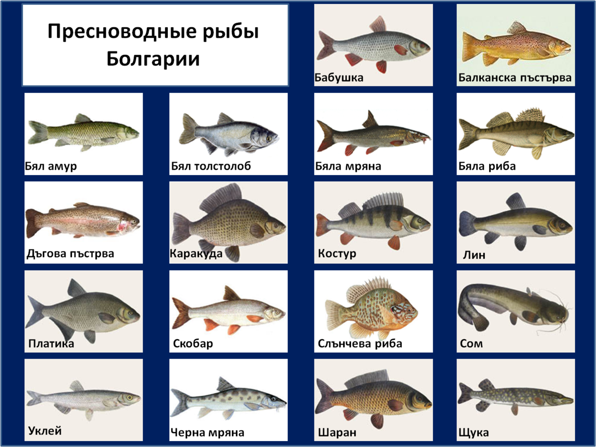 Рыба