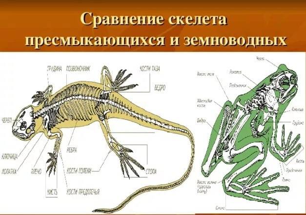 Отличие земноводных от пресмыкающихся таблица. земноводные и пресмыкающиеся. где живут земноводные
