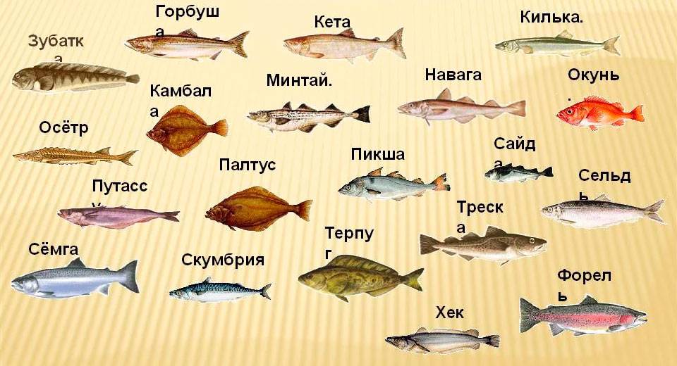 Чем отличаются морские рыбы от речных - полезная информация для детей